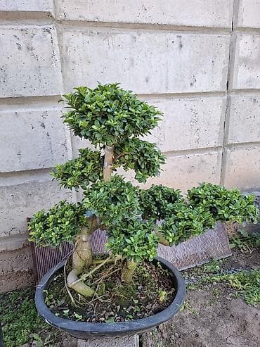 подделка осень: Бонсай фикус (возможен фикус микрокарпа, стилевое формирование — 2