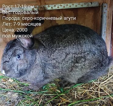 Кролики: есть и декоративные и для размножения - Возраст: 7–9 — 1