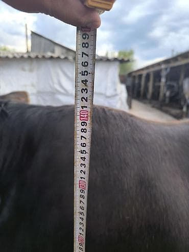 брамы куры: Продаю | Корова (самка) | Алатауская | Для молока | Стельные — 8