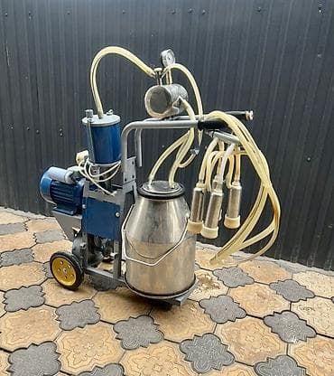 бара: Продаю | Корова (самка) — 1