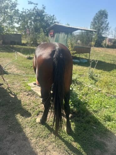 за сколько дней до отела корова наливает вымя: Продаю | Кобыла (самка) | Английская, Полукровка | Для разведения | Племенные — 2