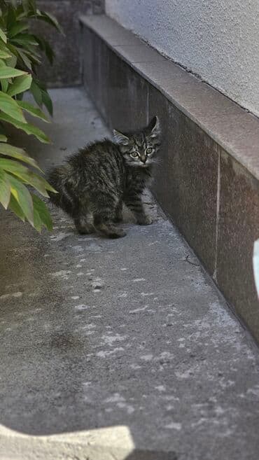 возьму котят: Ищем добрые руки для двух котёнков - Полосатый дымчато-серый тигрёк с — 1