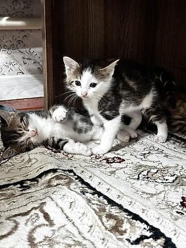 фри пир: Цена договорная Котята, тигрово-пестрый окрас с белыми отметинами. - — 1