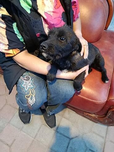 собака чихуахуа: Отдам в добрую семью, маленькую собачку, кто то её выкинул, скиталась — 3