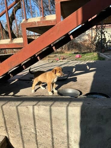 чау чау щенок цена: Щенки метисы среднего размера - Возраст: –2 месяца - Окрас — 1