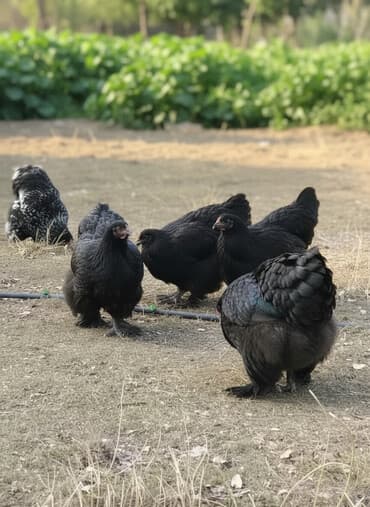 Собаки: Продаю | Куры, Петух | Кохинхин | Для разведения — 1