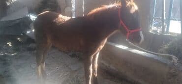 отдам охотничью собаку в хорошие руки: Продаю | Жеребенок | Рабочий — 1