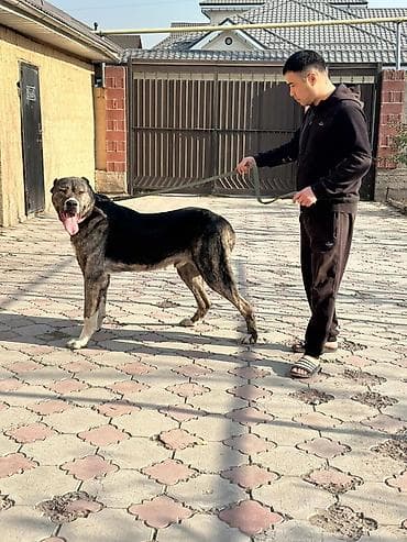 лысая собака: Кобель крупной породы ( это кобель по кровям кара кенесын бахиного — 2