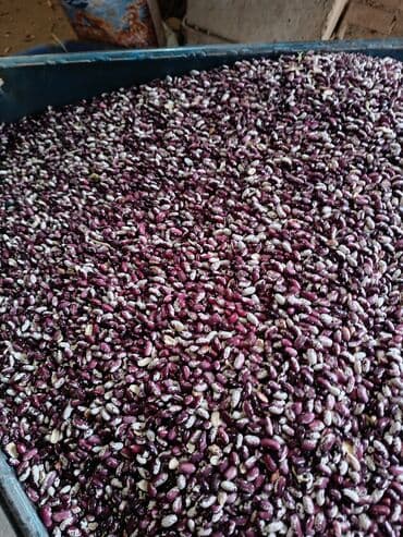 зерно кофе: Фасоль сатылат басы 200сом — 2