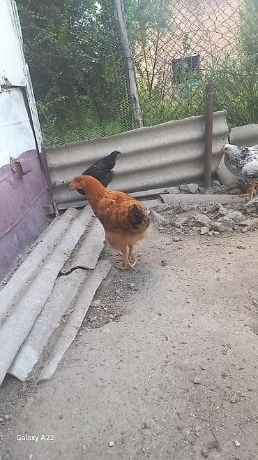 Продаю | Куры | Домашняя | Для разведения