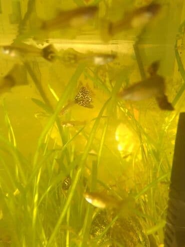 белорусская обувь для проблемных ног бишкек: Комплект, түсү - Саргыч боз, Колдонулган — 4