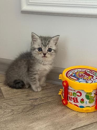 американская жесткошёрстная кошка: Шотландский короткошёрстный котенок Приучены к лотку и сам — 2