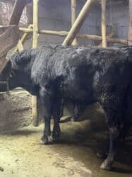 Продаю | Бык (самец), Музоо, торпок | Абердин-ангус | Искусственник