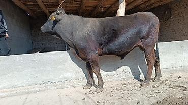 сколько стоит щенок овчарки: Продаю | Бык (самец) | На откорм | Племенные — 2