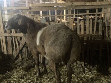 сколько стоит британская золотая шиншилла: Продаю | Баран (самец) | Арашан | Для разведения | Осеменитель — 3