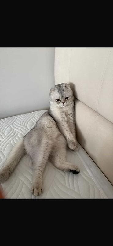 cat chow: Скотиш Фолд (Шотландская вислоухая), 2 года, Мальчик, Серебристая шиншилла, Приучена к лотку — 1