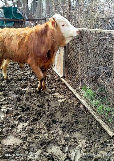 С/х животные и товары: Продаю | Бык (самец) | На откорм | Привязанные — 3