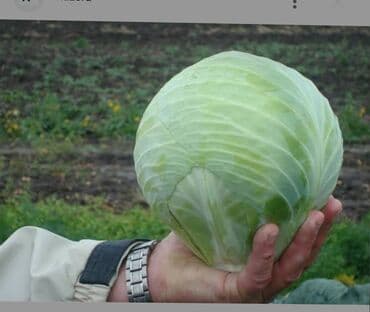 купить семена сахарной свеклы оптом: Капуста Белокачанная, Оптом — 4