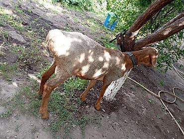 Продаю | Баран (самец) — 4