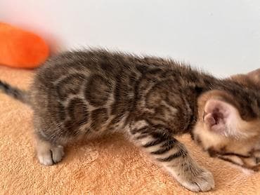 кот бенгальский: Бенгальские котенок 2 месяца с ярким розеточным окрасом — 2