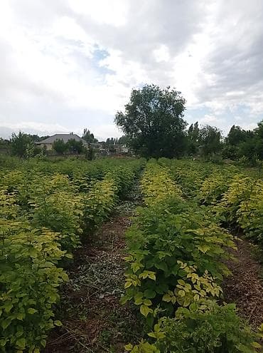 барачные квартиры на продажу: Дом с внутренним двором и террасой/верандой. - Одноэтажный жилой дом — 8
