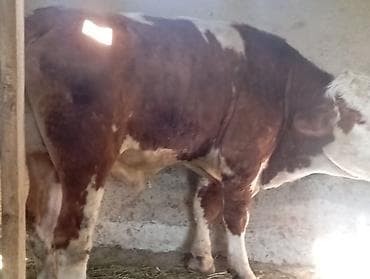 инкубация цыплят: Продаю | Бык (самец) | Симментальская | На откорм | Племенные — 6