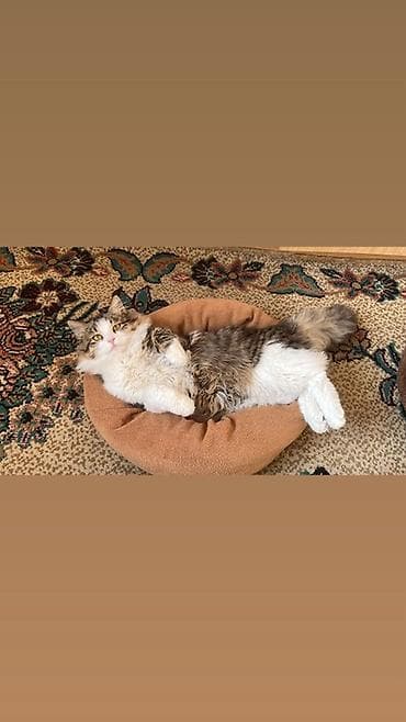 шотландская кошка бишкек: Пропала : Мальчик — 3