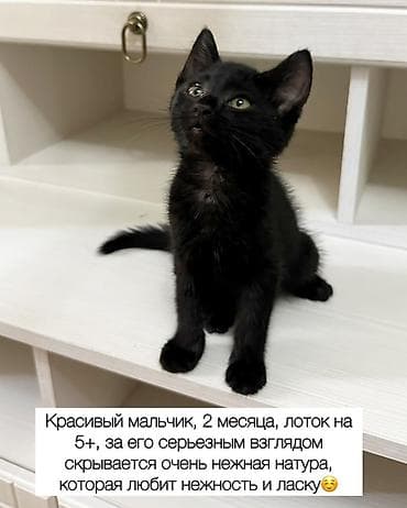 Отдам даром кошку: Кошка даром: Беспородная, Мальчик — 5