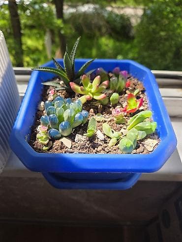 солнычный свет: Комнатные растения в горшках. - Суккуленты, сансевиерия, алоэ — 5