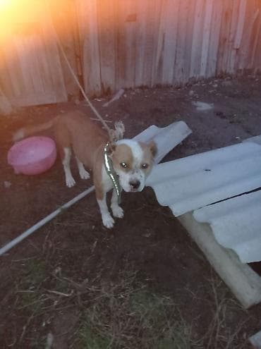 Ит бекер берем: Собака среднего размера на привязи. Окрас рыже-белый: спина и бока — 1