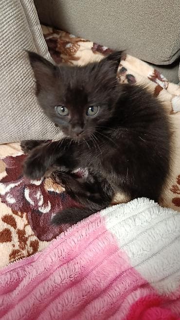 cat sofa: Отдам в хорошие руки котят! Мама и папа живут в одной семье,котята — 3