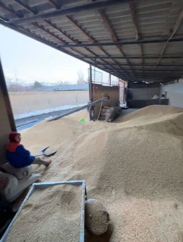 Иттер: Улпак отруби кебек — 4