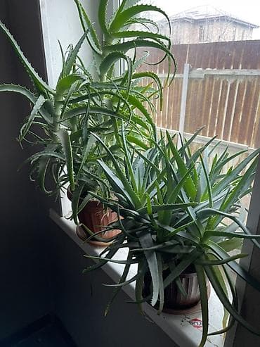 Денежное дерево: Алоэ в горшках (комнатные суккуленты) Описание: - Два взрослых — 2