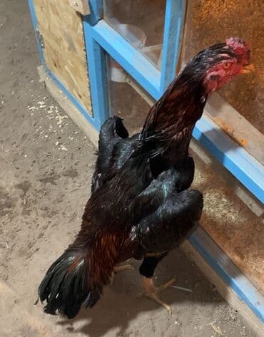 той пудель собака: Продаю | Петух | Бойцовая | Для разведения — 2