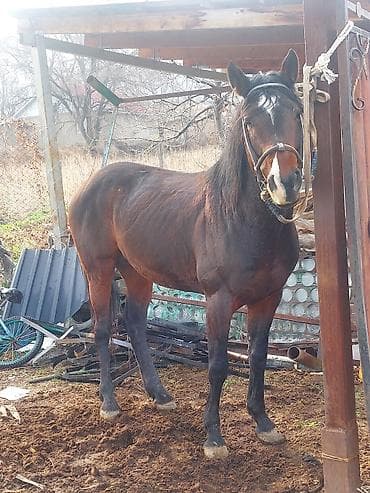 гуся: Продаю | Жеребец | Полукровка | Рабочий | Племенные — 1