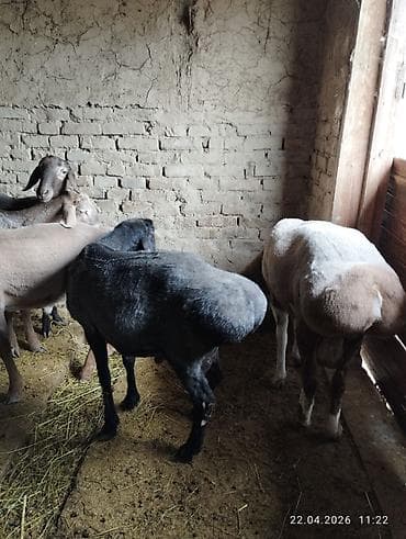 корм для овец: Продаю | Овца (самка) | Для разведения — 1