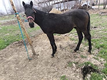 сколько стоят собаки шпиц: Продаю | Жеребец | Конный спорт — 2