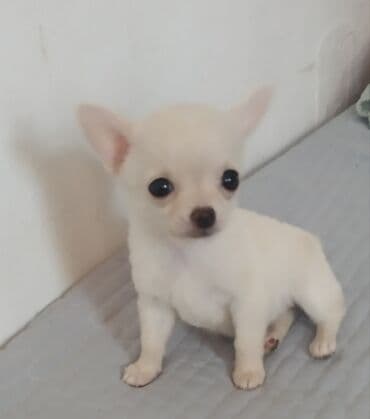 в добрые руки кошки: Чихуахуа, 2 месяца, Самец, С родословной — 3