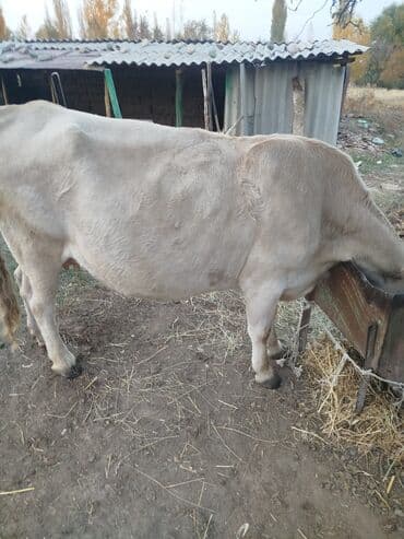 дом для собаки: Продаю | Корова (самка) | Полукровка | Для разведения | Стельные — 2