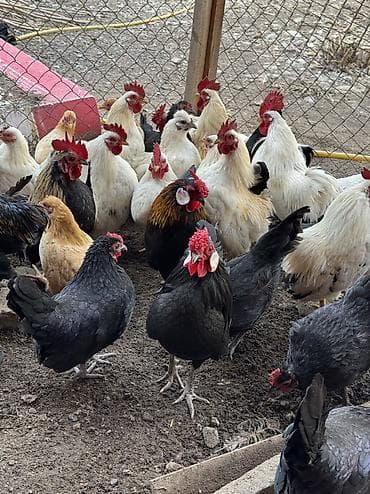 Иттер: На продажу декоративные куры петухи карлики — 1