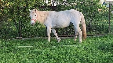 продажа домашних животных: Продаю | Конь (самец) | Рабочий | Мерин — 1