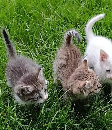 сколько стоит манчкин: 2 котенка ищут любящих и надёжных хазяев. Котята 1,5 месяца. К лотку — 1