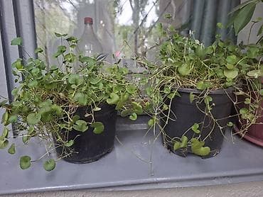 молочай гранта: В Кара-Балта продаю дихондру в горшках. взрослые растения. по 300 сом — 1