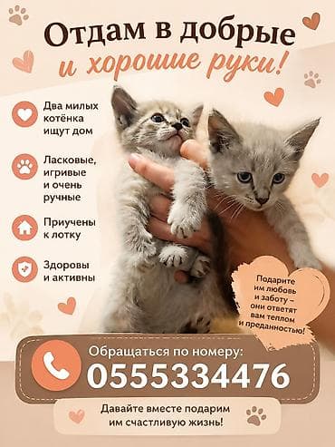 кошки сиямские: Два милых котёнка ищут дом. - Ласковые, игривые и очень ручные - — 1