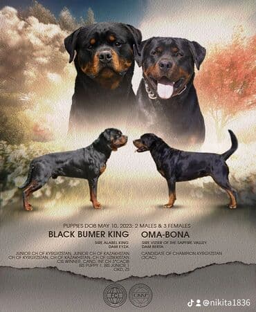 кабели синхронизации value: Щенки ротвейлера. Полный пакет документов. Прививки по возрасту. Есть — 7