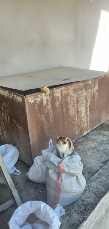 аммофос цена за 1 кг бишкек: - Предназначение: хранение зерна, кукурузы, комбикорма, семян, а также — 1