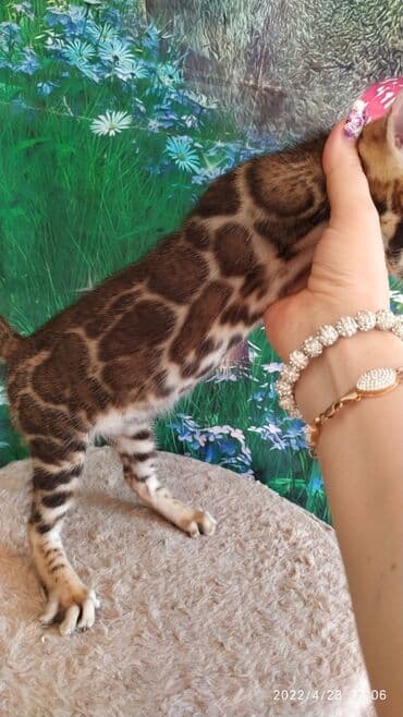 купить породистых котят: Привет друзья. красивейший новый помет бенгальских котят. сейчас нам — 1