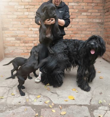 ротвейлер щенок купить: Щенки крупные черные . Метисы отец породы Ризеншнауцер (виден на — 2