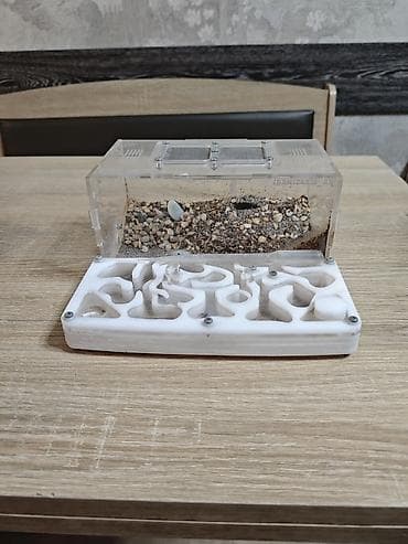 мопсы щенки: Формикарий — 1