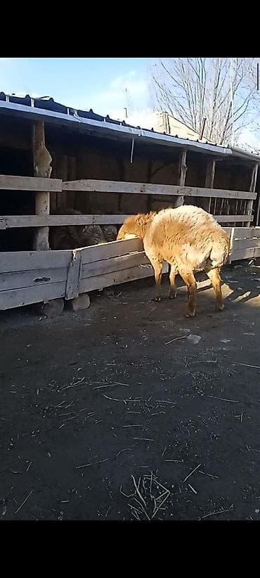 А/ч жаныбарларын сатам: Сатам | Кочкор (эркек) | Арашан — 4